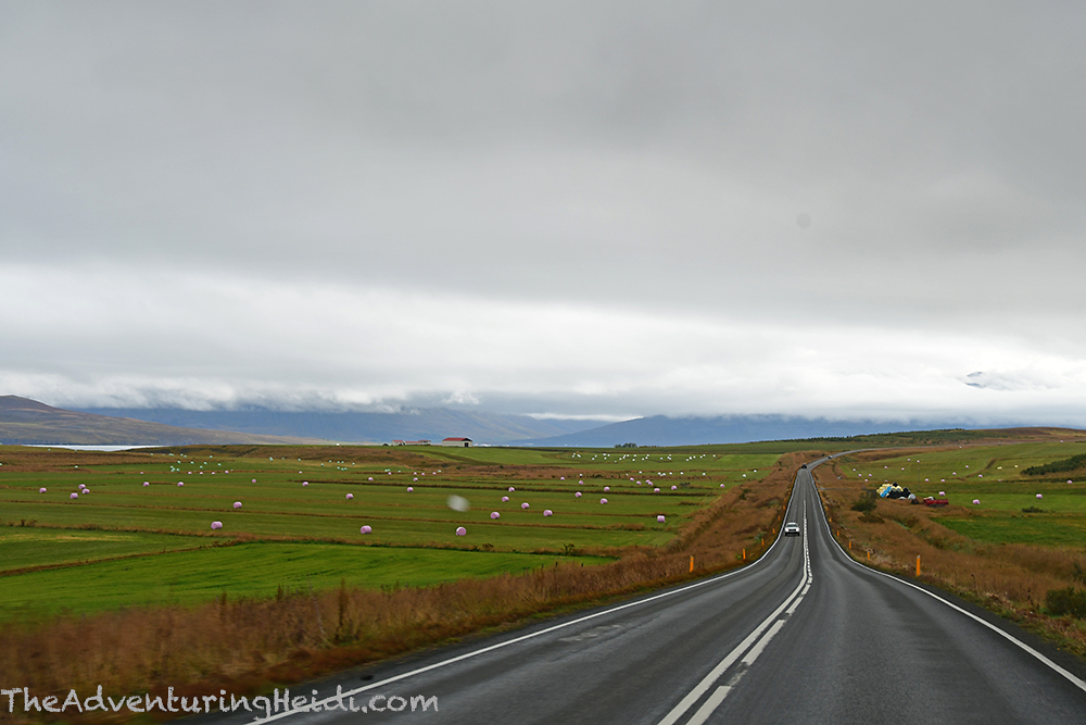 DSC_6626