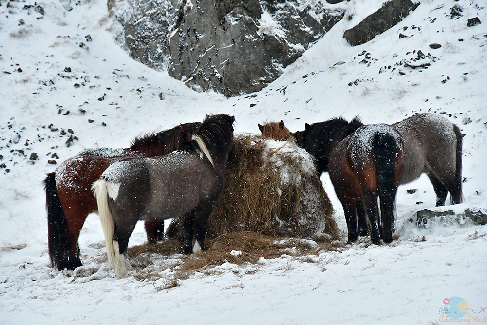 DSC_2556