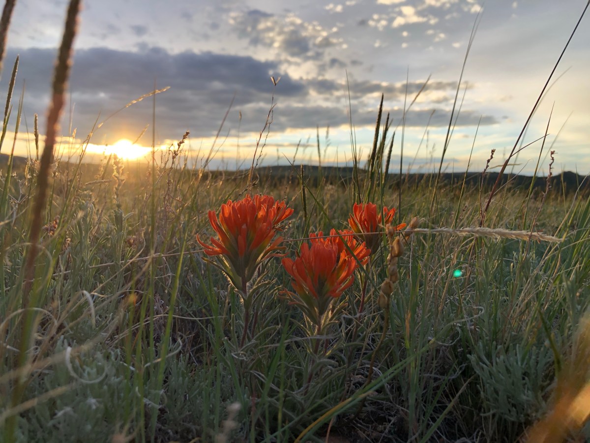 Wyoming Explored: Pole Mountain&nbsp;Camping