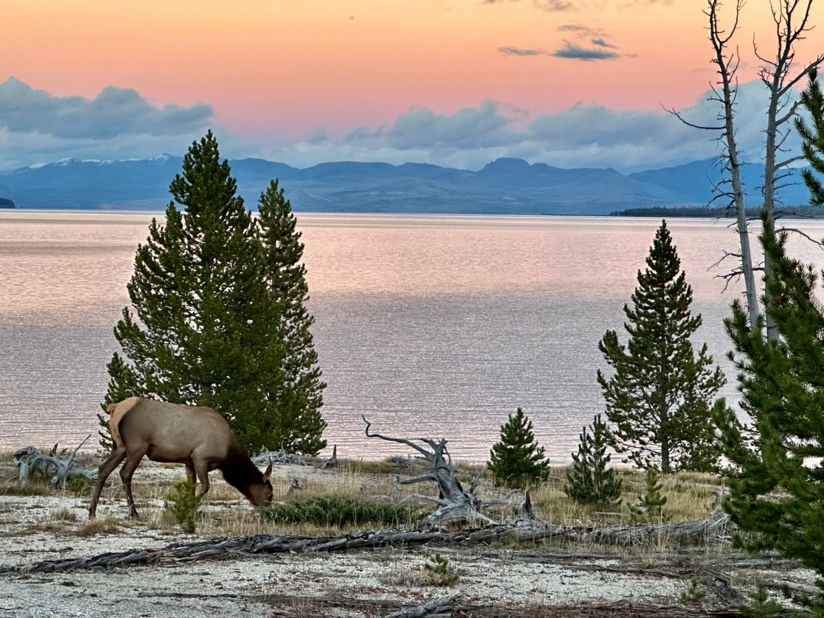 Falling for Yellowstone: Day 4 – Norris Geyser Basin, Mount Washburn, Mud Volcano, & Yellowstone&nbsp;Lake