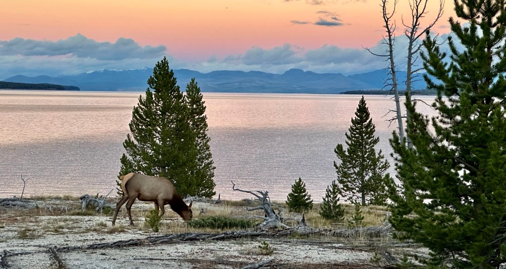 Falling for Yellowstone: Day 4 – Norris Geyser Basin, Mount Washburn, Mud Volcano, & Yellowstone Lake