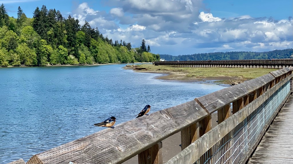 Whirlwind Washington – Part 2: Hurricane Ridge, Point Wilson, Mount Rainier, and Billy Frank Jr Nisqually National Wildlife Refuge