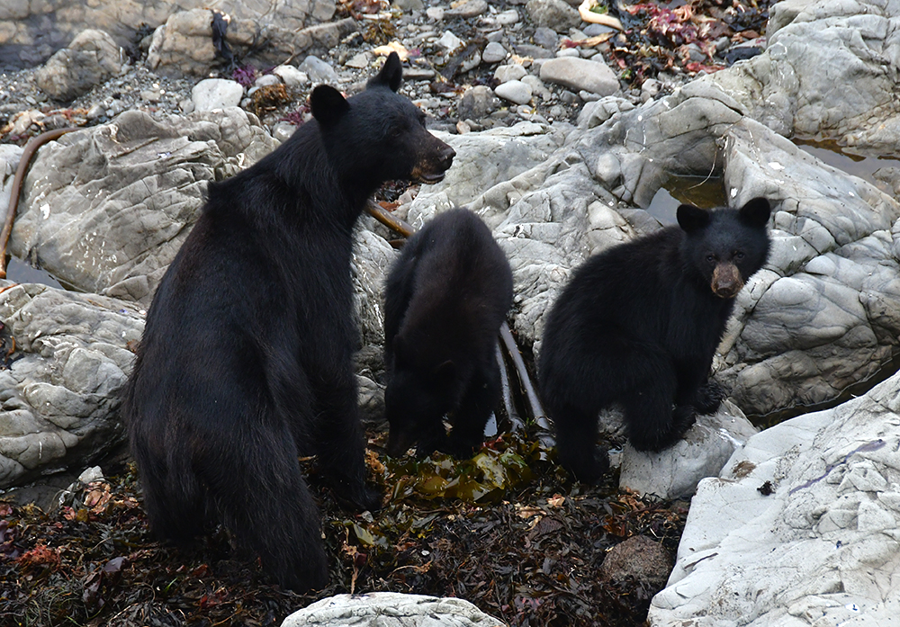 Two Girls Roving: Day 10 – Ozette Triangle Backpacking Cape Alava to Sand&nbsp;Point