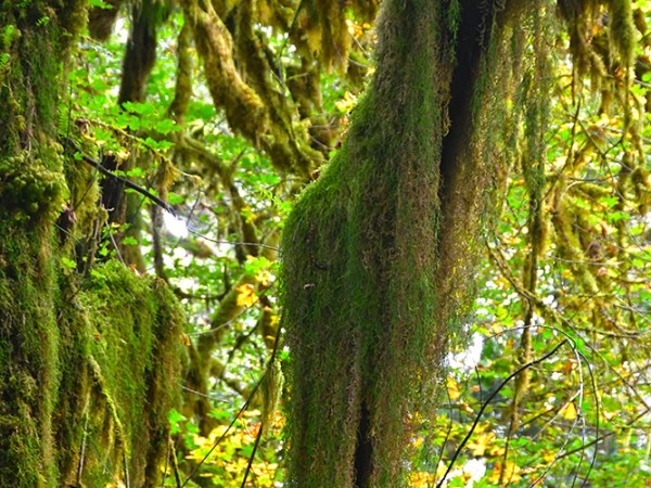 Two Girls Roving: Day 11 – Ozette Triangle Backpacking & Hoh&nbsp;Rainforest
