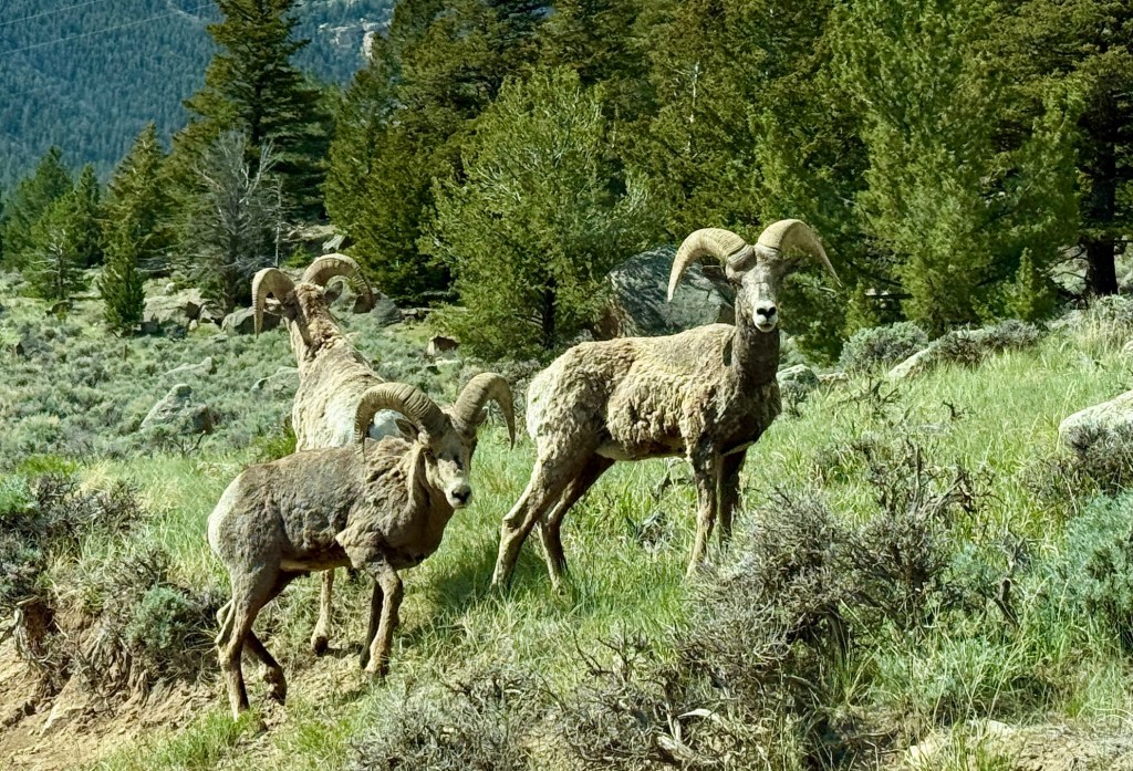 Three bighorn sheep standing in a grassy area surrounded by trees and rocky terrain.