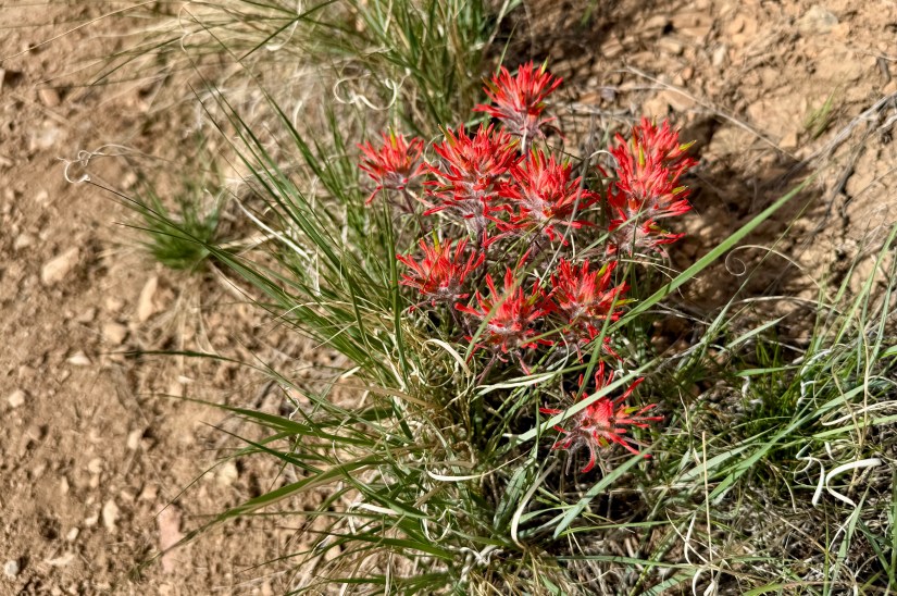 Close-up of a cluster of bright red flowers growing in grassy terrain, with rocky ground visible in the background.