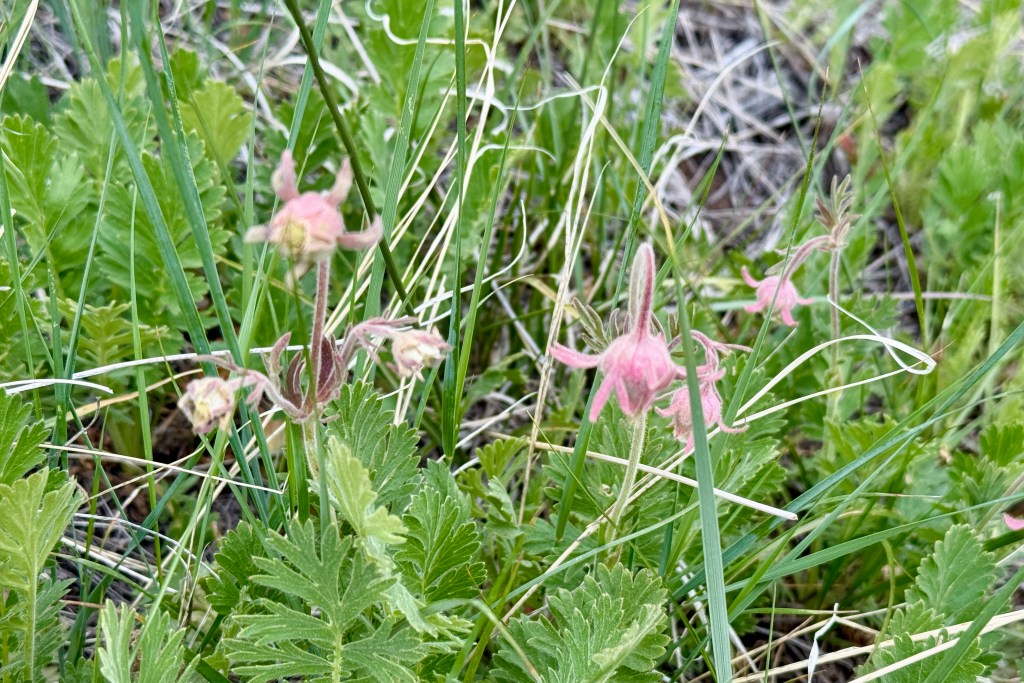 Close-up of delicate pink wildflowers surrounded by green foliage and grass in a natural setting.