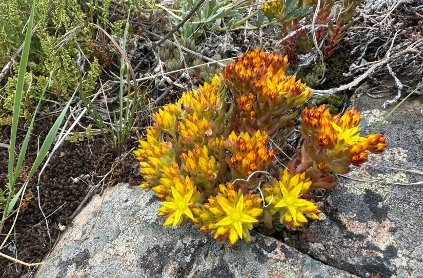 Close-up of yellow and orange wildflowers growing among rocky terrain with some green foliage in the background.