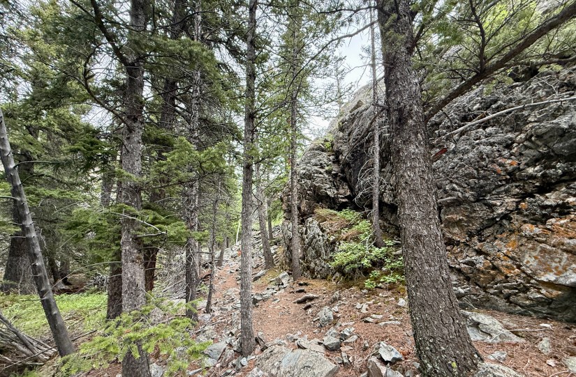 Narrow hiking trail surrounded by tall pine trees and rocky terrain in the Fitzpatrick Wilderness.