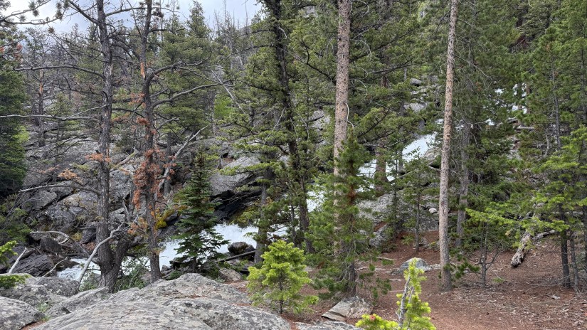A serene view of a rocky creek surrounded by tall evergreens and dense foliage, showcasing the natural beauty of the Fitzpatrick Wilderness in Wyoming.
