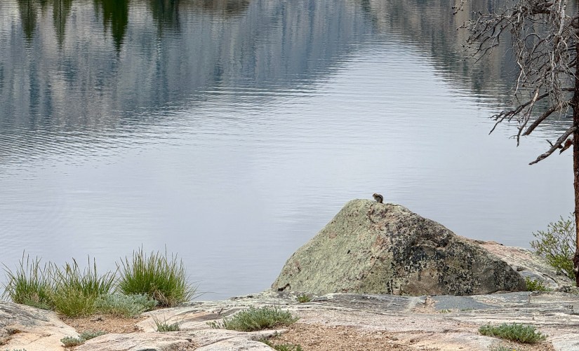A small chipmunk perched on a large rock by the shore of a tranquil lake, with trees and mountains reflected in the water.