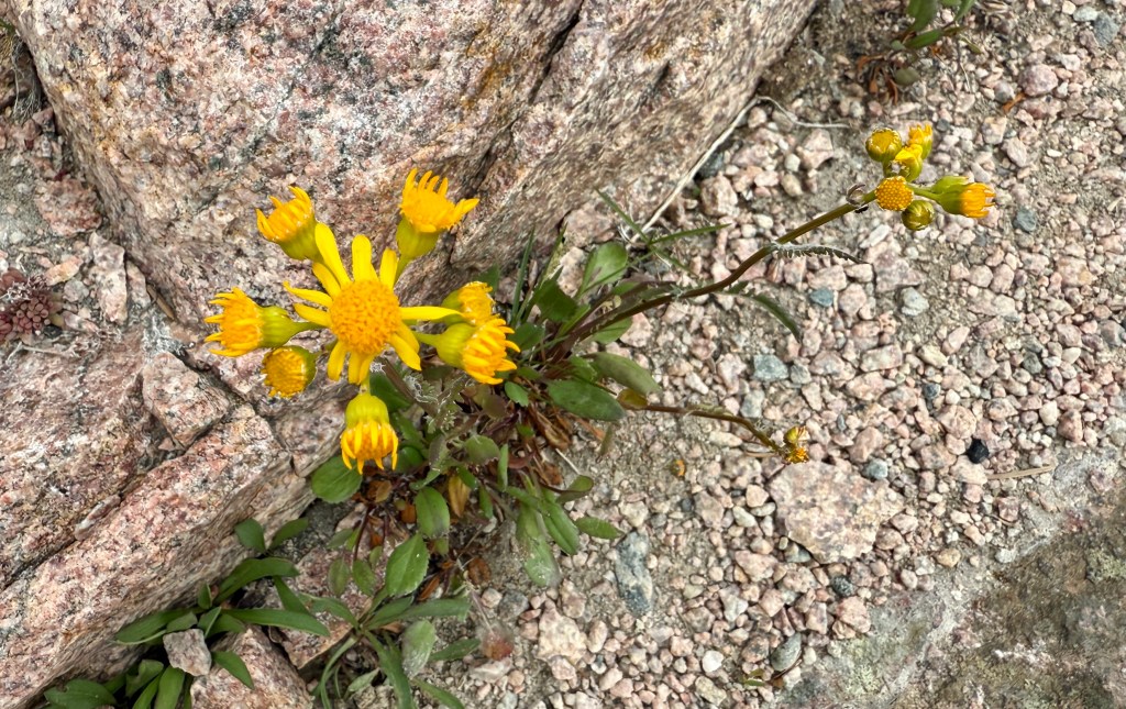 A close-up of a yellow wildflower growing among rocky terrain in the Fitzpatrick Wilderness of Wyoming.