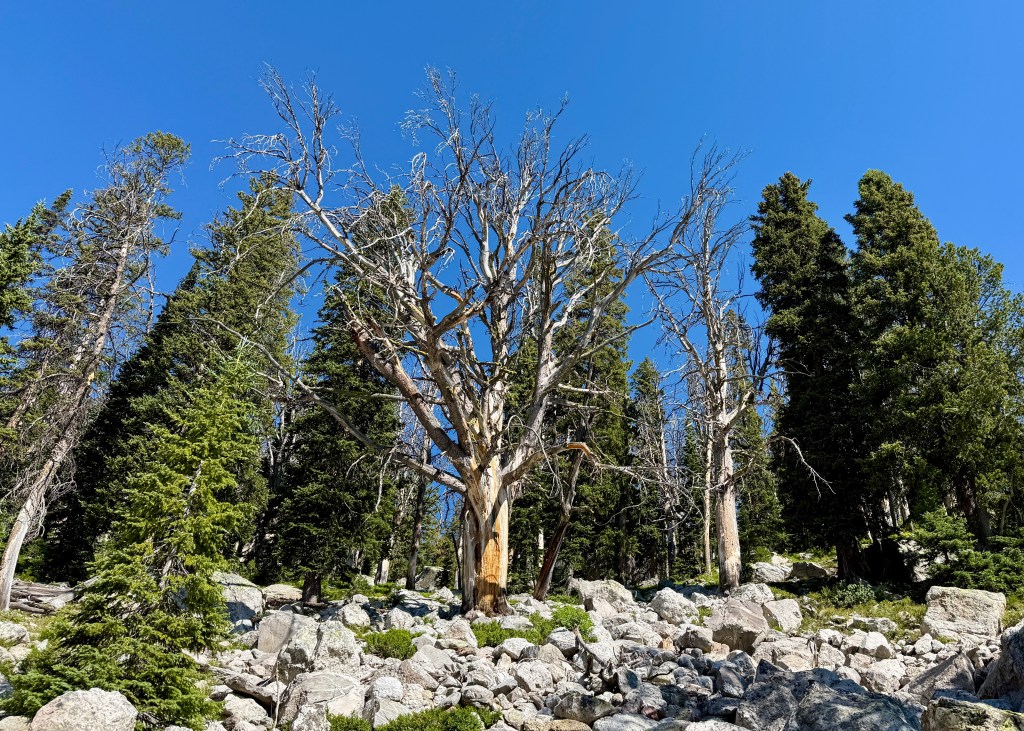 A dead tree stands prominently among tall, green coniferous trees, surrounded by rocky terrain under a clear blue sky.