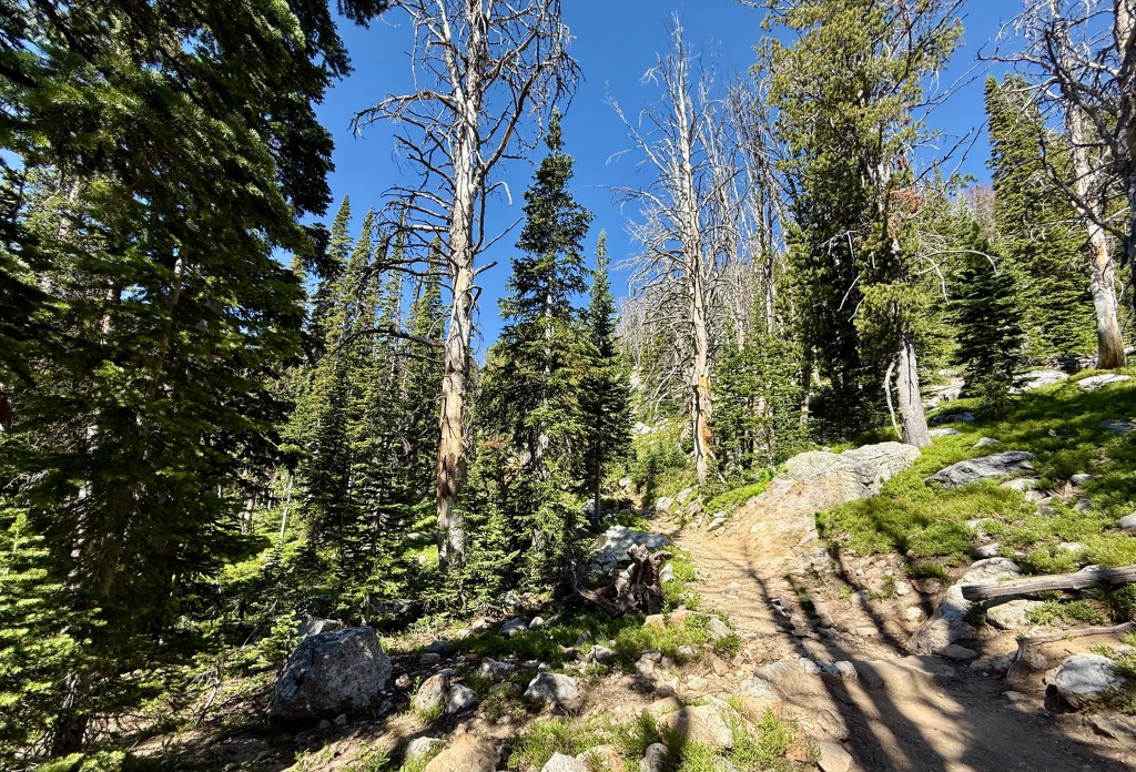 A forested trail winding through a lush green landscape, featuring tall trees and rocky terrain in Grand Teton National Park.