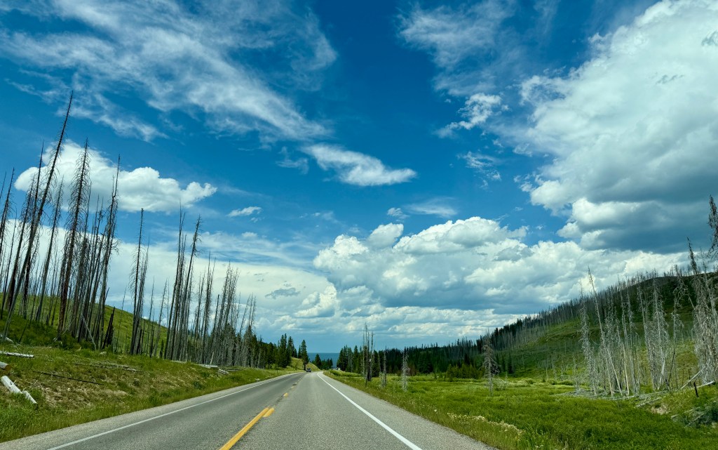 A scenic view of a road winding through a landscape featuring charred trees and lush greenery under a blue sky with fluffy clouds in a national park.
