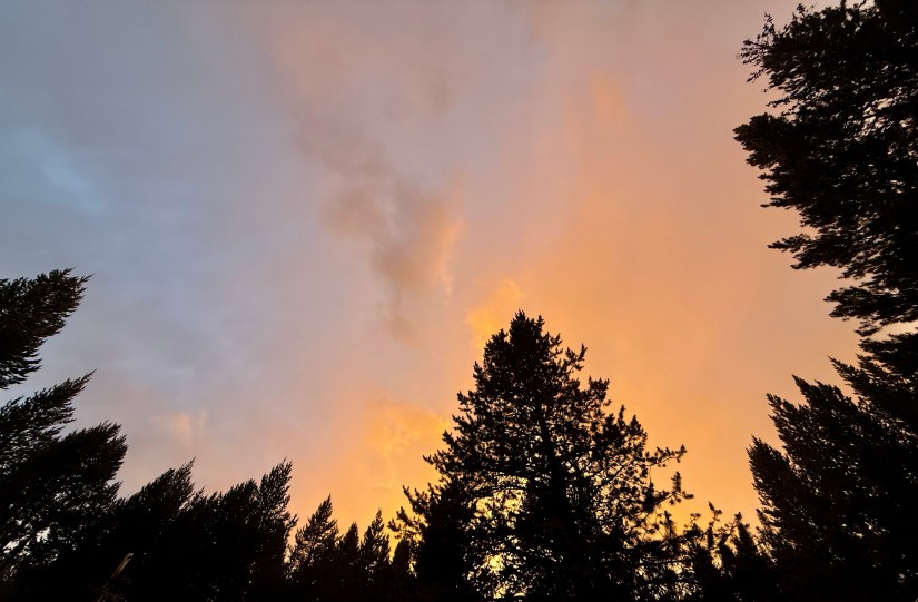 A vibrant sunset with orange and pink hues visible through silhouettes of tall pine trees.
