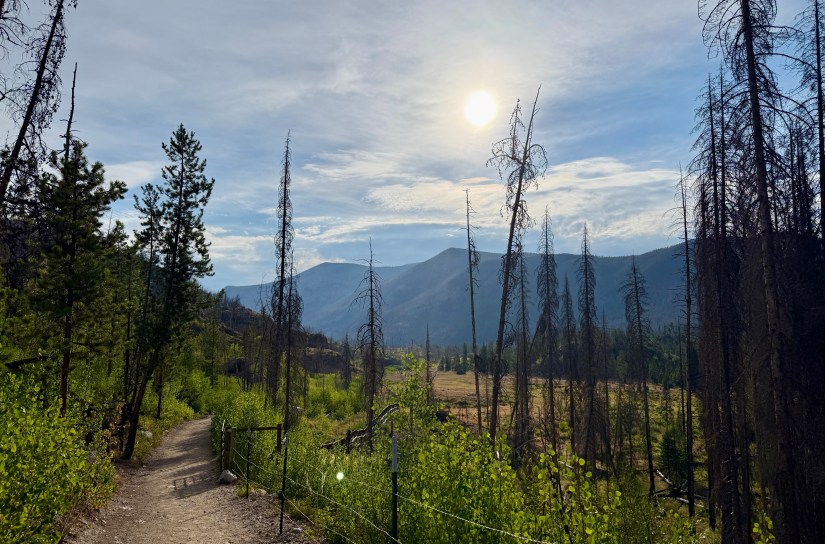 A sunlit path through Rocky Mountain National Park, surrounded by charred trees from a recent wildfire, with lush greenery and distant mountains visible under a clear sky.