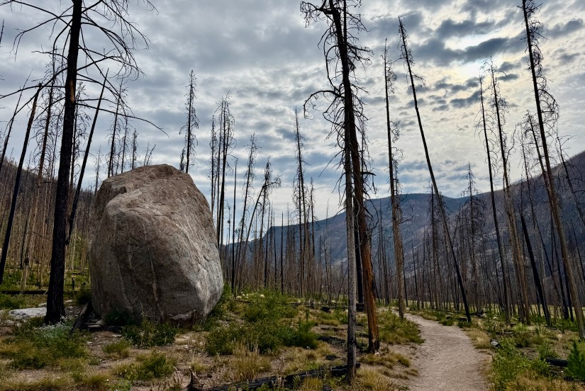 A large boulder sits along a dirt path surrounded by charred tree stumps in a forest recovering from a wildfire, with a cloudy sky overhead.