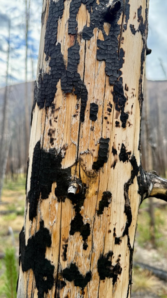 Close-up of a burned tree trunk showing charred bark and natural wood patterns, highlighting the aftermath of a forest fire.