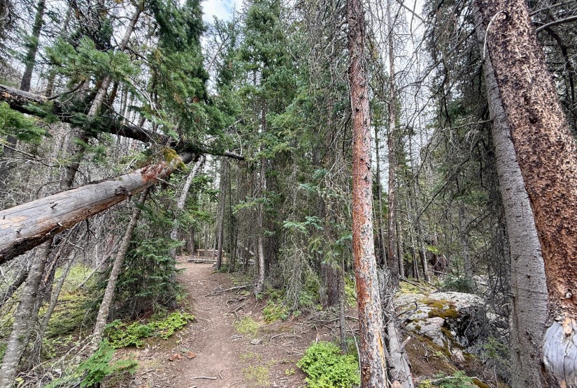 A narrow dirt trail lined with green foliage and trees in Rocky Mountain National Park, with a fallen tree arching over the path.