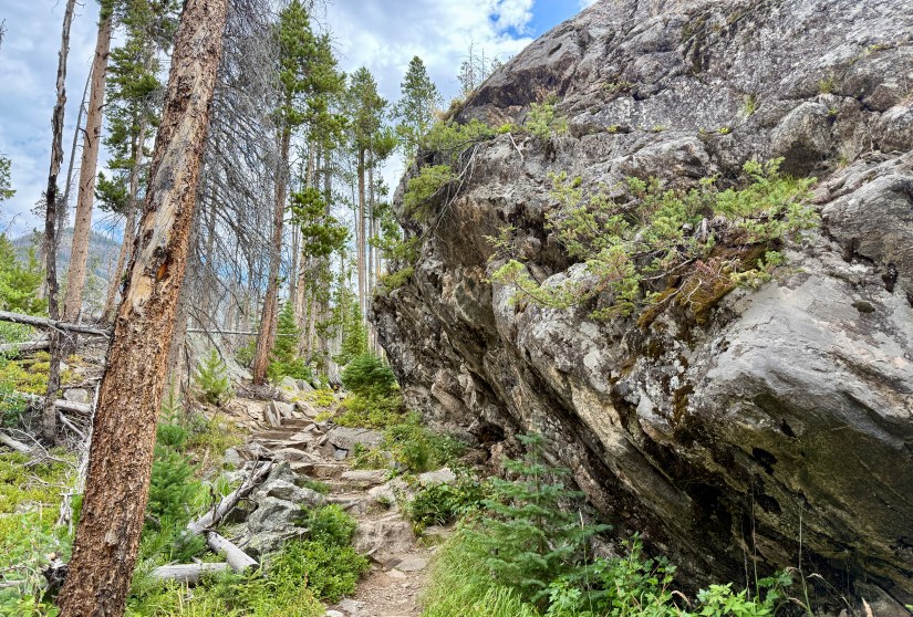 A rocky hiking trail winding through a vibrant forest, with tall pine trees and a large boulder on one side.