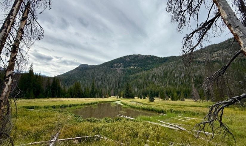 A scenic view of a grassy meadow with a small water pool, surrounded by tall, green trees and distant mountains under a cloudy sky.