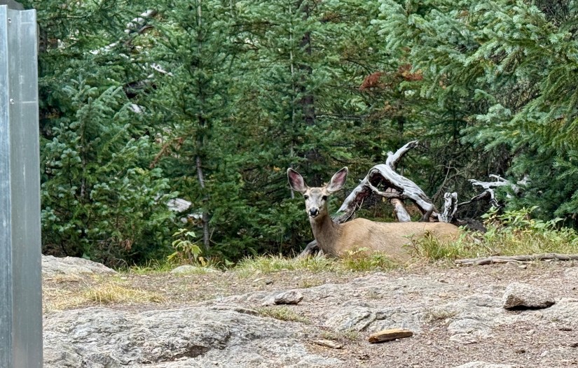 A deer resting on the ground among trees in a forested area.