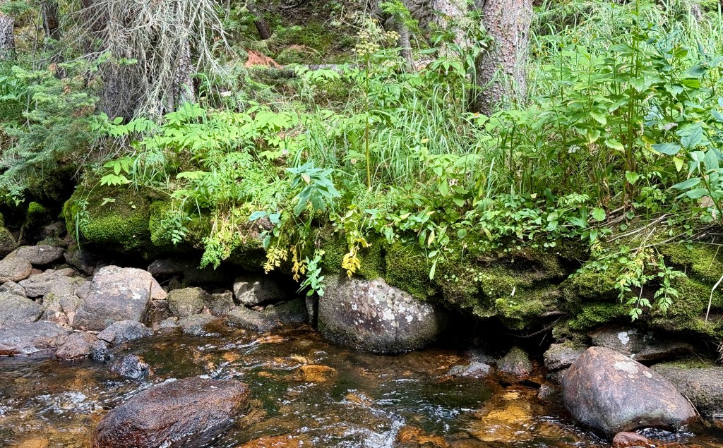 A close-up view of lush green plants and moss growing on rocky terrain near a gently flowing stream in Rocky Mountain National Park.
