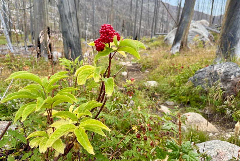 A close-up of a green plant with red berries in a grassy area among rocks and trees in a burned forest surroundings.