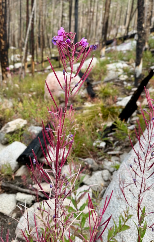 Close-up of a pink flowering plant growing in a post-wildfire landscape with charred trees and rocky ground in Rocky Mountain National Park.