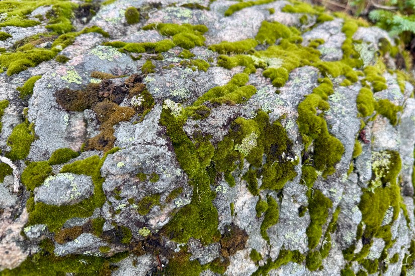 Close-up view of moss growing on a rock, showcasing various shades of green and textures in a natural setting.