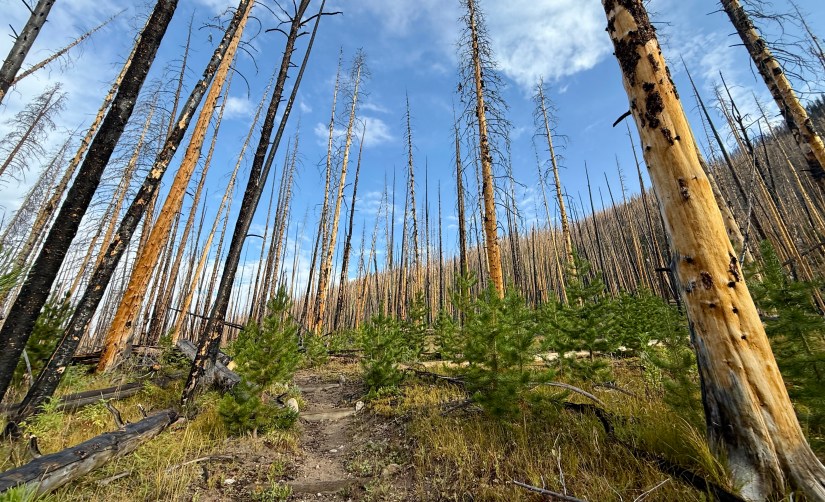 A view of a trail passing through a forest affected by a fire, featuring charred trees and new green pine saplings under a blue sky.