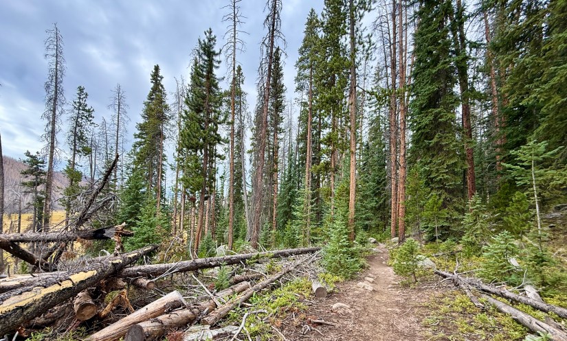 A forested trail in Rocky Mountain National Park, featuring tall coniferous trees, some fallen logs, and a clear path leading through the greenery.