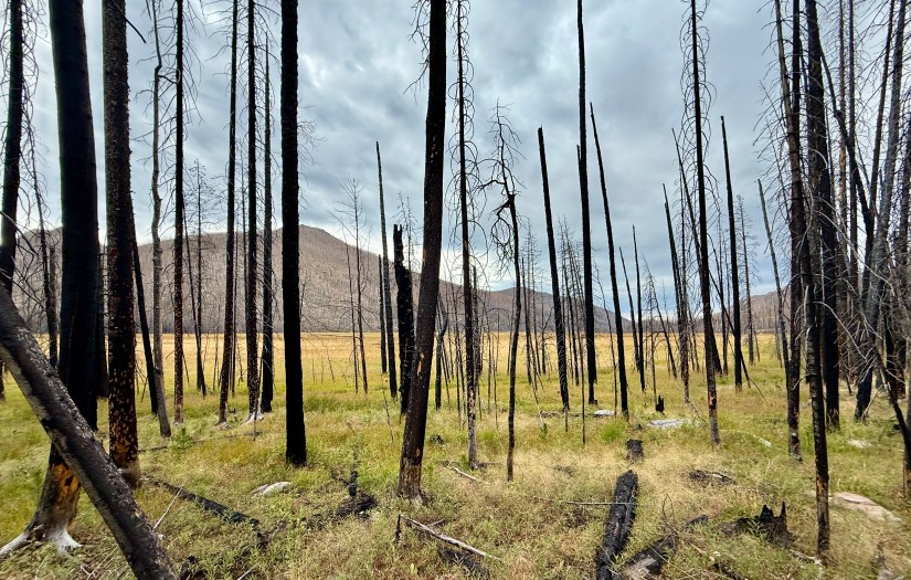 A landscape view of a burned forest in Rocky Mountain National Park, featuring blackened tree trunks standing amidst green grass and a cloudy sky.