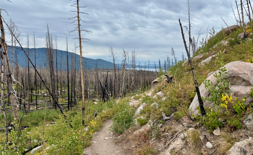 A well-defined hiking trail winding through a burned forest in Rocky Mountain National Park, with charred tree stumps on either side and patches of greenery and wildflowers peeking through.