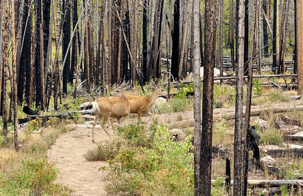 Two deer standing on a trail surrounded by burnt and recovering trees in a post-fire landscape.