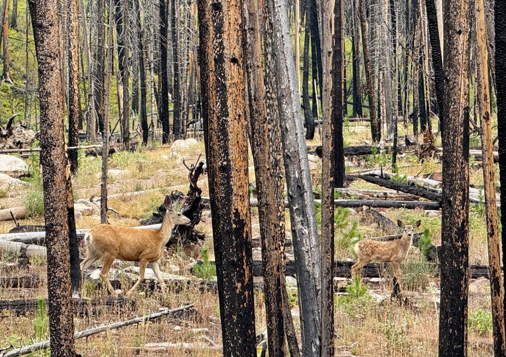 Two deer seen in a burned forest area with charred trees and new growth.