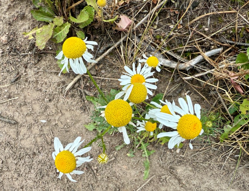A cluster of wildflowers with yellow centers and white petals growing on a dirt path amidst dry grass and twigs.