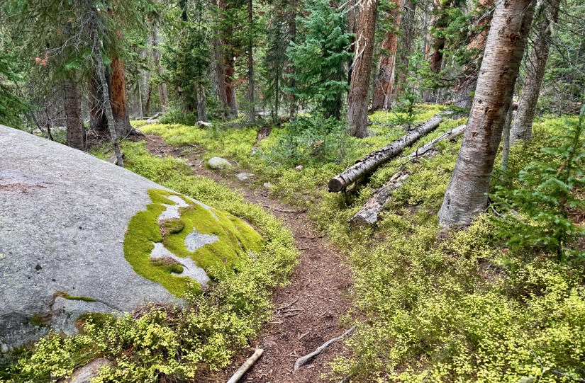 A hiking trail winding through a lush forest, surrounded by moss-covered rocks and fallen logs, with vibrant greenery flourishing on the forest floor.