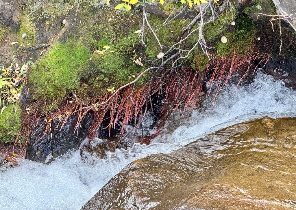 Close-up of vibrant red roots emerging from soil, surrounded by green moss and flowing water in a rocky stream.