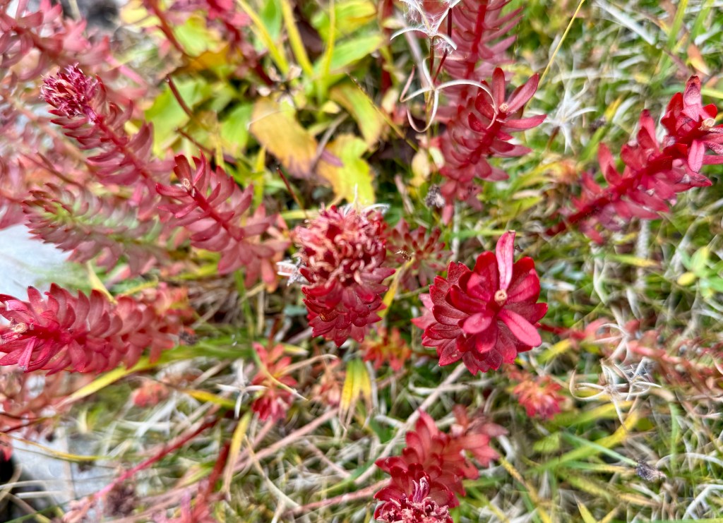 Close-up view of vibrant red wildflowers among green grass in an alpine setting.