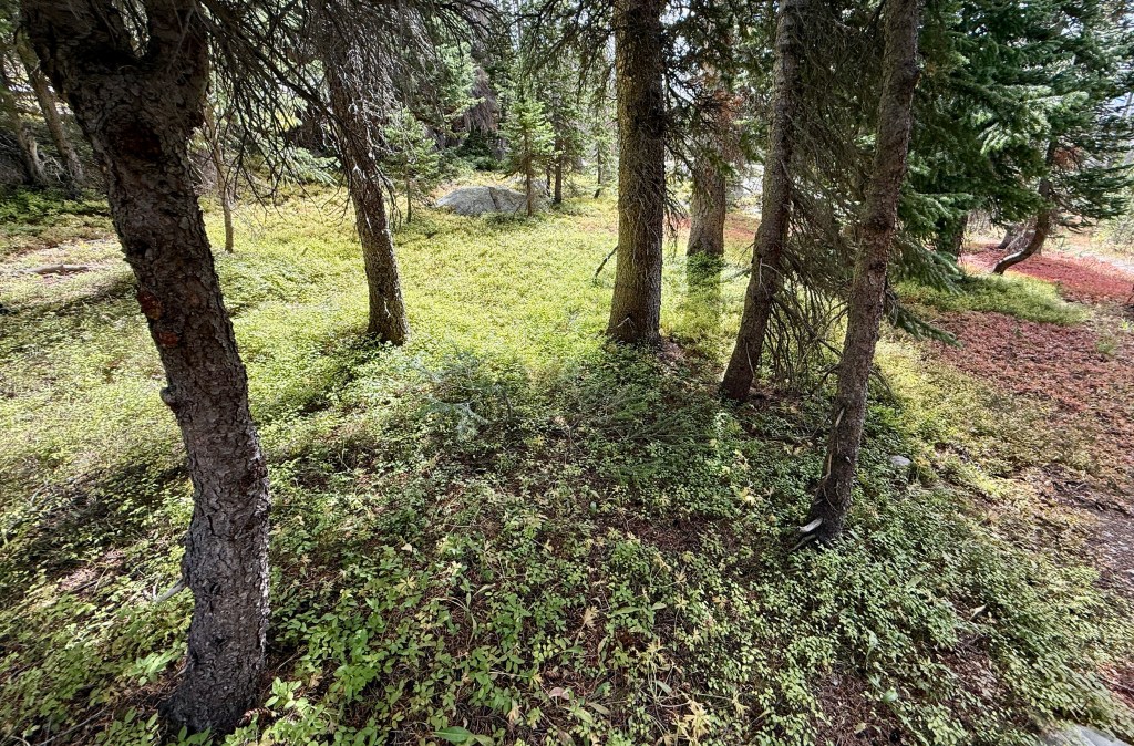 A forested area in Rocky Mountain National Park, featuring green undergrowth and tall trees, with a visible gray rock in the background.
