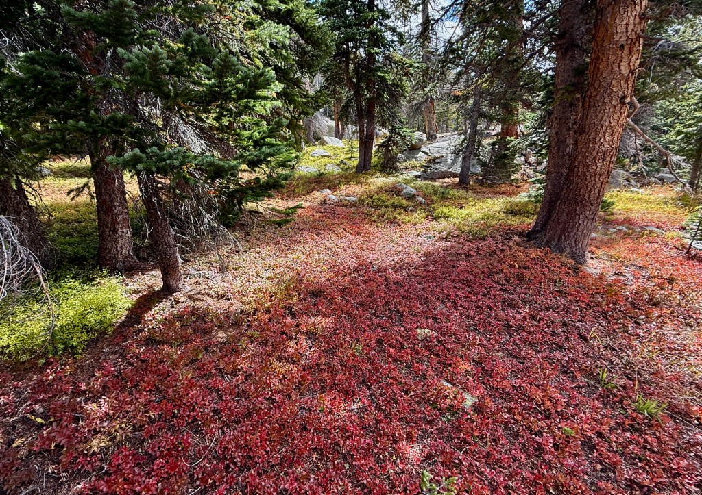 Forest floor covered in vibrant red and green foliage under pine trees, suggesting an autumn landscape.