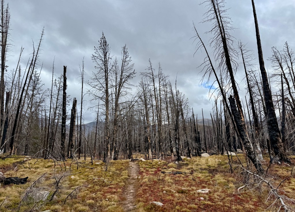A trail winding through a forest of dead trees, remnants of a wildfire, with patches of colorful grass and cloudy skies in the background.