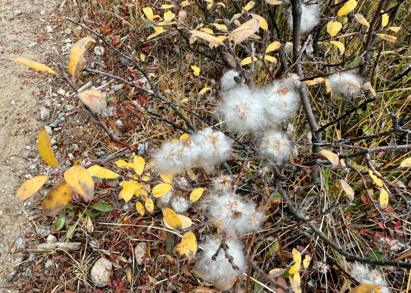Close-up of a bush with fluffy white seed pods and yellow autumn leaves, surrounded by dry grass and gravel path.