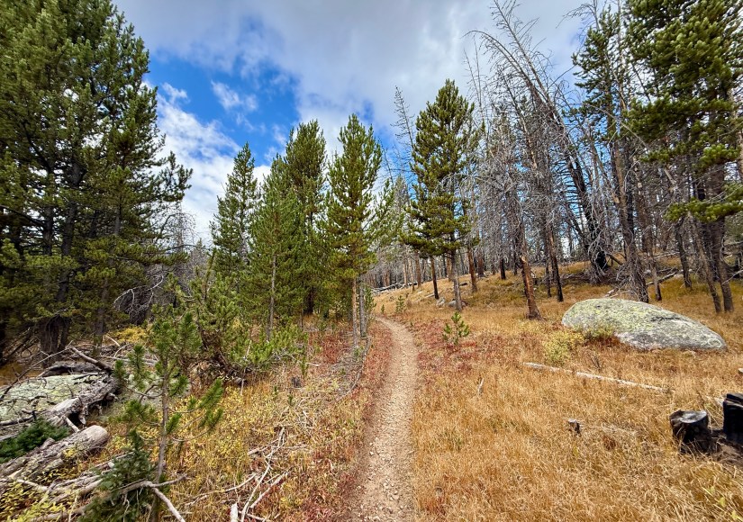 A winding dirt trail through a forested area with vibrant greenery and a mixture of dead trees, showcasing the effects of a wildfire in the background.