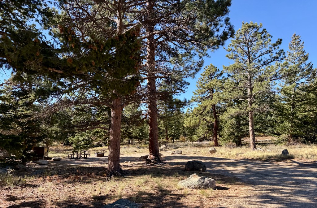 A view of a wooded area with tall pine trees and open ground, featuring a picnic table and a metal trash can in the background.