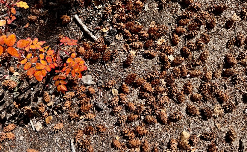 A close-up view of the forest floor covered with brown pine cones and scattered fallen leaves, including some with vibrant red and orange hues.