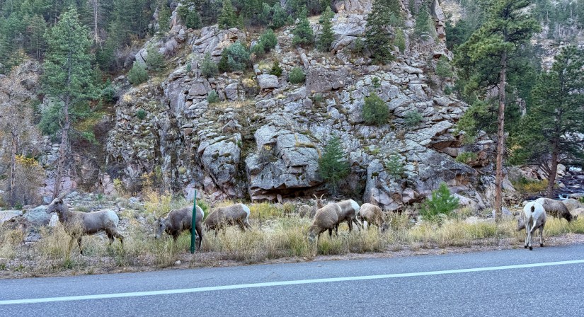 A group of bighorn sheep grazing near a rocky hillside and trees alongside a road.
