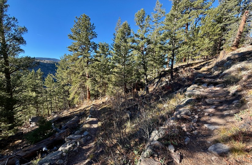 A rocky hiking trail winding through a densely forested area with tall pine trees under a clear blue sky.